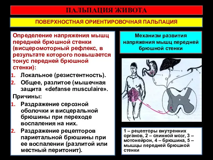 ПАЛЬПАЦИЯ ЖИВОТА ПОВЕРХНОСТНАЯ ОРИЕНТИРОВОЧНАЯ ПАЛЬПАЦИЯ Определение напряжения мышц передней брюшной стенки (висцеромоторный