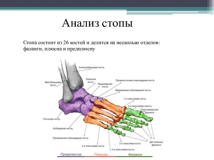 Стопа состоит из 26 костей и делится на несколько отделов: фаланги, плюсна и предплюсну Анализ стопы