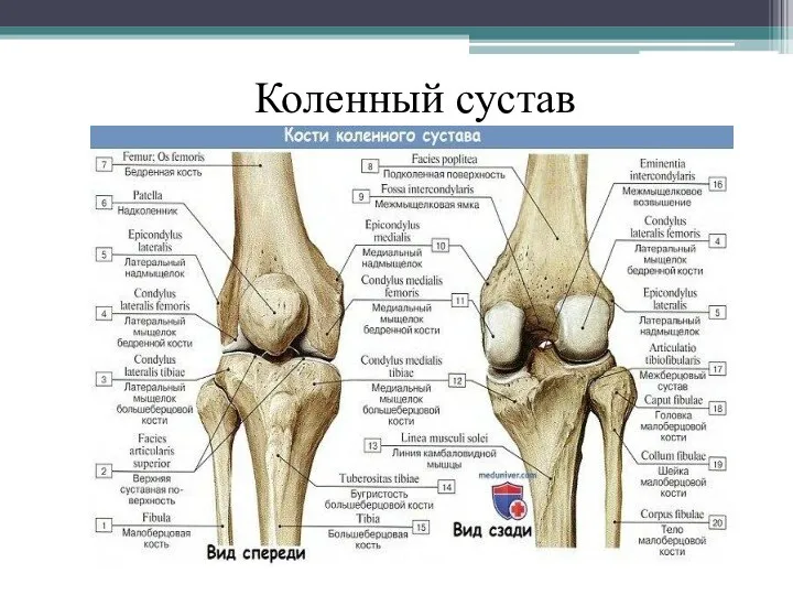 Коленный сустав