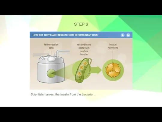 STEP 6 Scientists harvest the insulin from the bacteria…