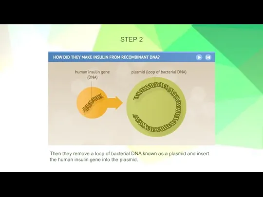 STEP 2 Then they remove a loop of bacterial DNA known as
