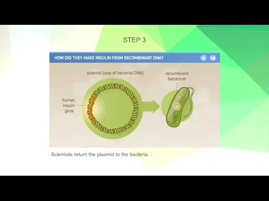 STEP 3 Scientists return the plasmid to the bacteria…