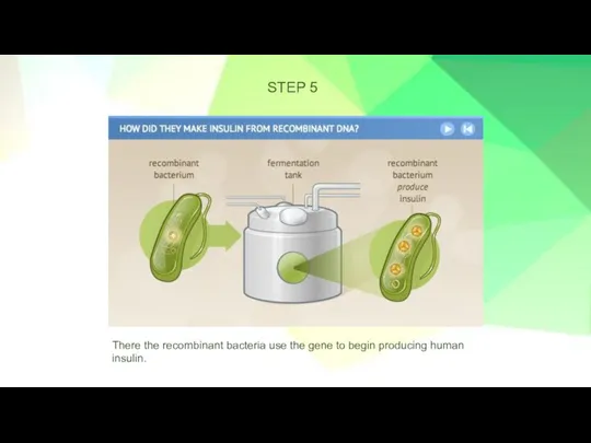 STEP 5 There the recombinant bacteria use the gene to begin producing human insulin.