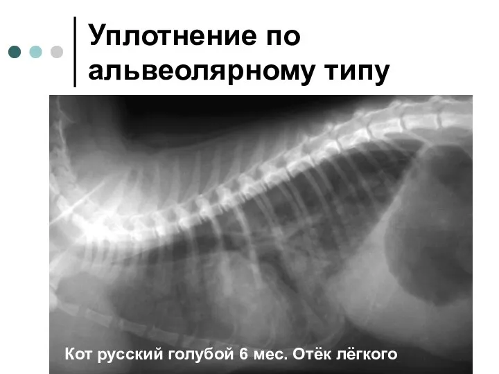 Уплотнение по альвеолярному типу Кот русский голубой 6 мес. Отёк лёгкого