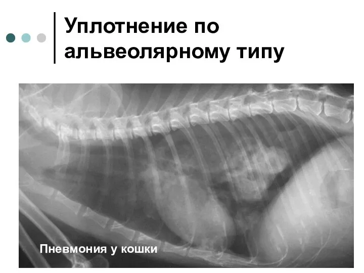 Уплотнение по альвеолярному типу Пневмония у кошки