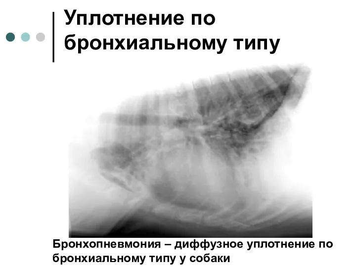 Уплотнение по бронхиальному типу Бронхопневмония – диффузное уплотнение по бронхиальному типу у собаки