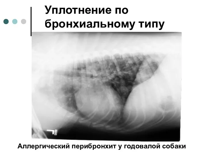 Уплотнение по бронхиальному типу Аллергический перибронхит у годовалой собаки