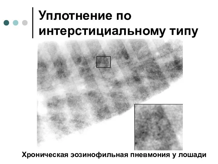 Уплотнение по интерстициальному типу Хроническая эозинофильная пневмония у лошади