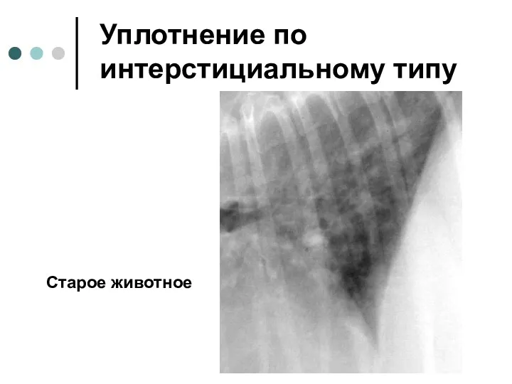 Уплотнение по интерстициальному типу Старое животное