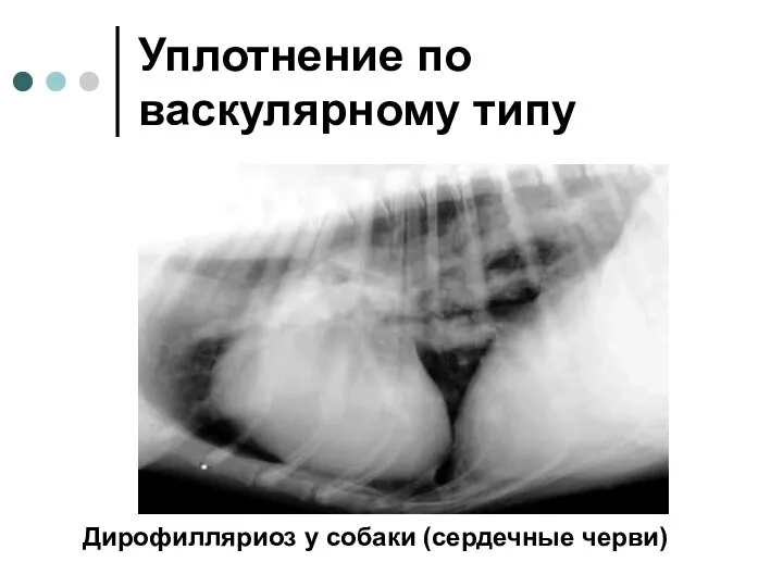 Уплотнение по васкулярному типу Дирофилляриоз у собаки (сердечные черви)