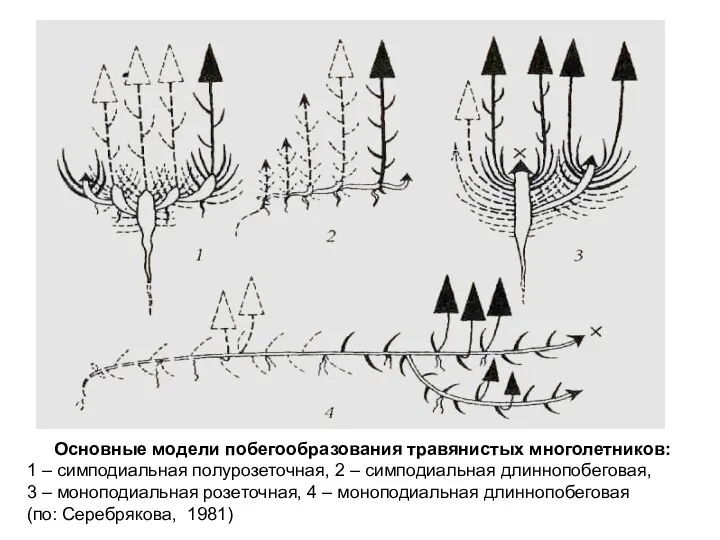 Основные модели побегообразования травянистых многолетников: 1 – симподиальная полурозеточная, 2 – симподиальная