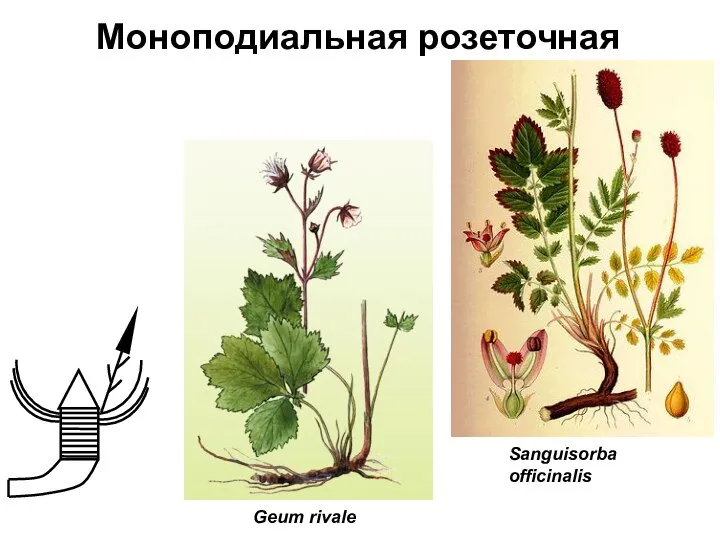 Моноподиальная розеточная Geum rivale Sanguisorba officinalis