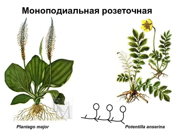 Моноподиальная розеточная Plantago major Potentilla anserina