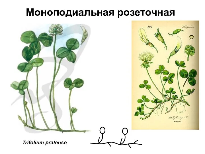 Моноподиальная розеточная Trifolium pratense