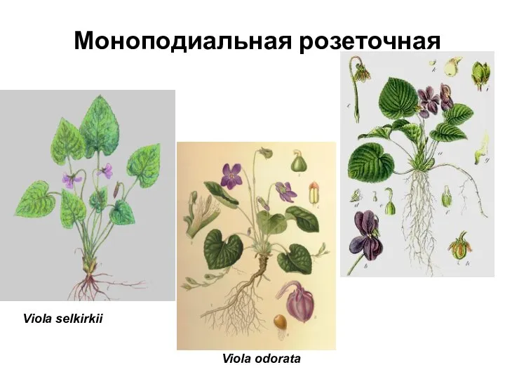 Моноподиальная розеточная Viola odorata Viola selkirkii