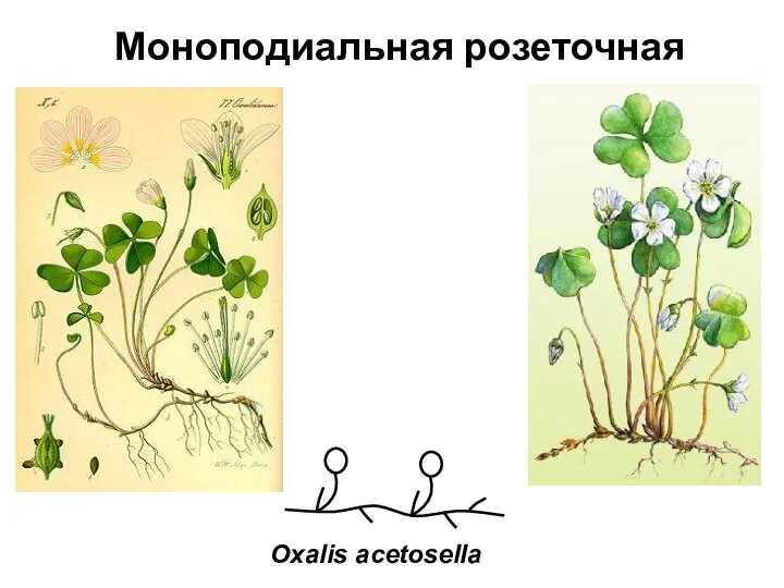 Моноподиальная розеточная Oxalis acetosella