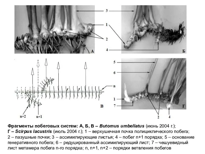 Фрагменты побеговых систем: А, Б, В – Butomus umbellatus (июнь 2004 г.);