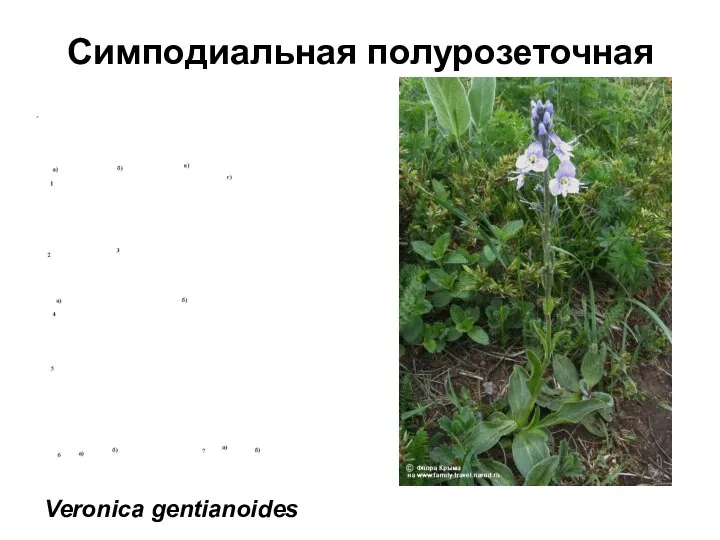 Симподиальная полурозеточная Veronica gentianoides