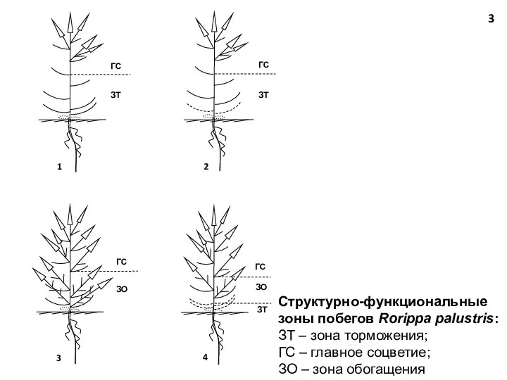 Структурно-функциональные зоны побегов Rorippa palustris: ЗТ – зона торможения; ГС – главное