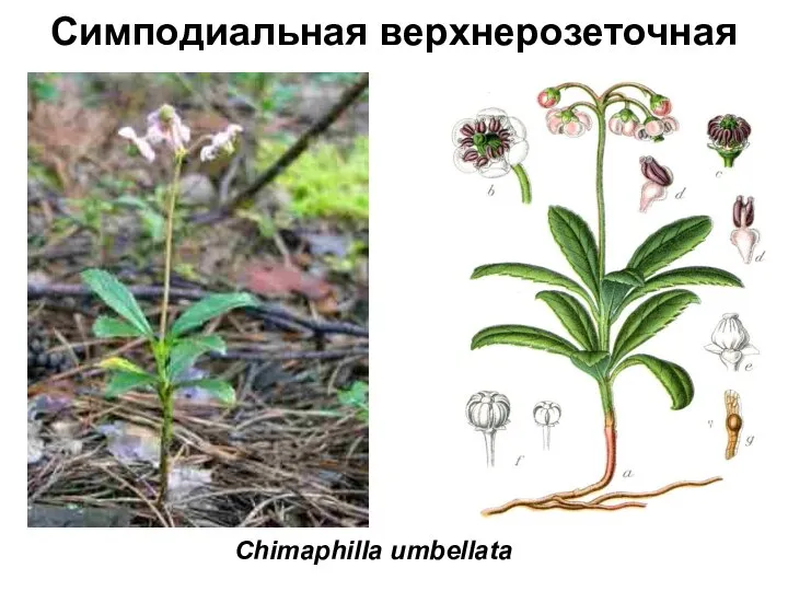 Симподиальная верхнерозеточная Chimaphilla umbellata