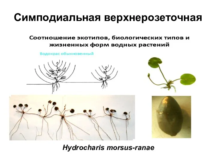 Симподиальная верхнерозеточная Hydrocharis morsus-ranae