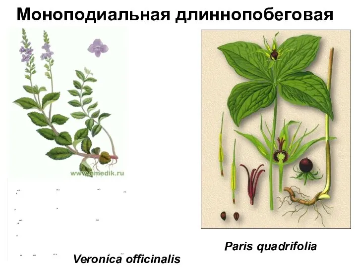 Моноподиальная длиннопобеговая Veronica officinalis Paris quadrifolia
