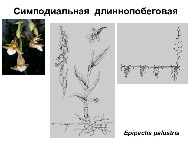 Симподиальная длиннопобеговая Epipactis palustris