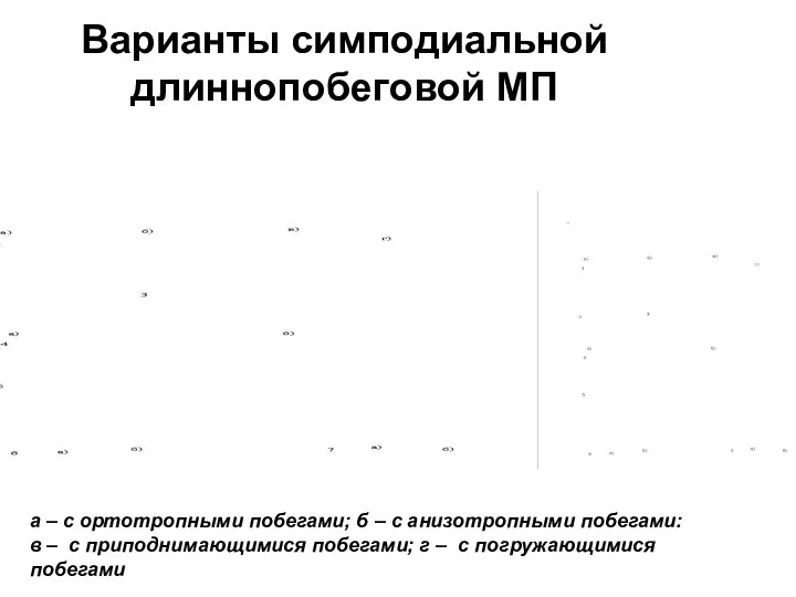 Варианты симподиальной длиннопобеговой МП а – с ортотропными побегами; б – с