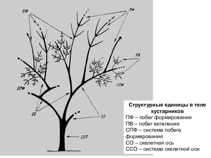 Структурные единицы в теле кустарников ПФ – побег формирования ПВ – побег