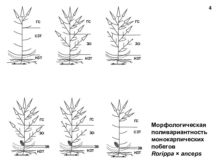 Морфологическая поливариантность монокарпических побегов Rorippa × anceps