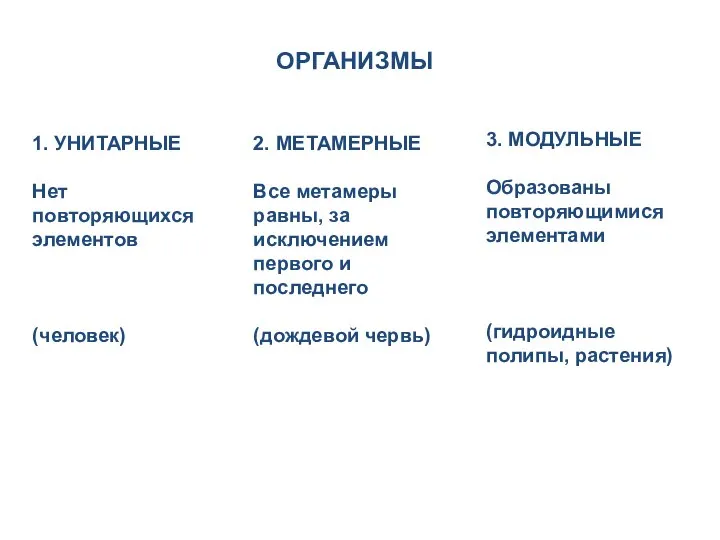 2. МЕТАМЕРНЫЕ Все метамеры равны, за исключением первого и последнего (дождевой червь)