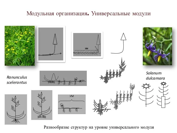 Модульная организация. Универсальные модули Разнообразие структур на уровне универсального модуля Ranunculus scelerantus Solanum dulcamara