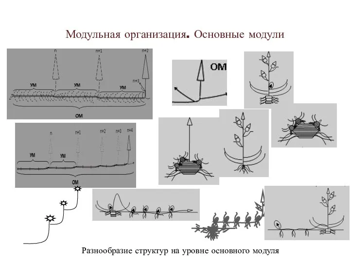 Модульная организация. Основные модули Разнообразие структур на уровне основного модуля