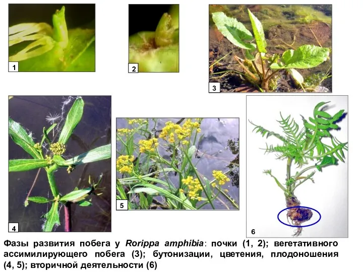 Фазы развития побега у Rorippa amphibia: почки (1, 2); вегетативного ассимилирующего побега