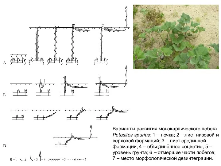 Варианты развития монокарпического побега Petasites spurius: 1 – почка; 2 – лист