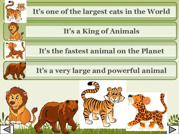 It’s one of the largest cats in the World It’s a King