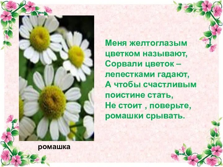 ромашка Меня желтоглазым цветком называют, Сорвали цветок – лепестками гадают, А чтобы