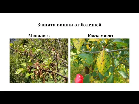 Защита вишни от болезней Монилиоз Коккомикоз
