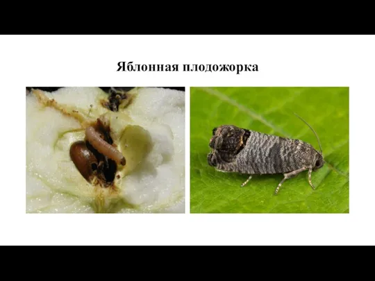 Яблонная плодожорка