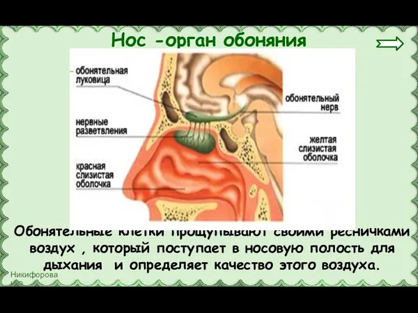 Обонятельные клетки прощупывают своими ресничками воздух , который поступает в носовую полость