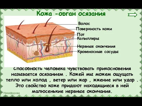 Способность человека чувствовать прикосновения называется осязанием . Кожей мы можем ощущать тепло