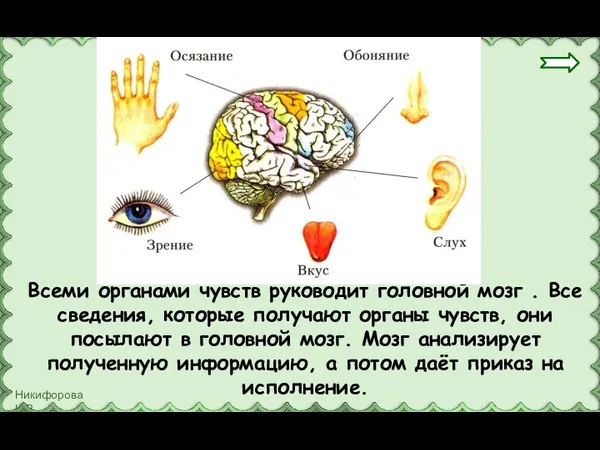 Всеми органами чувств руководит головной мозг . Все сведения, которые получают органы