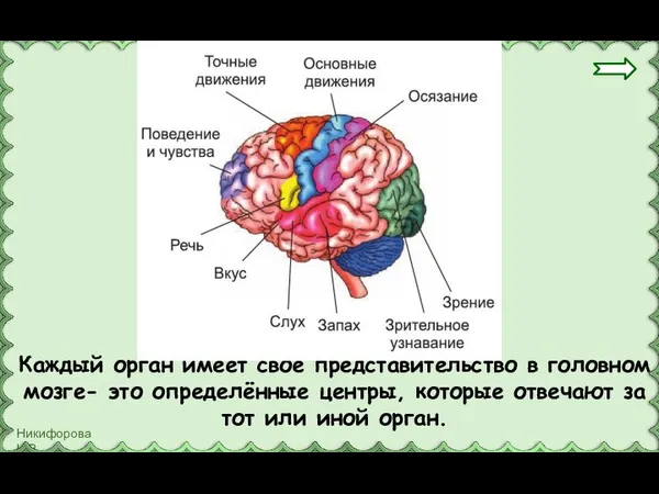 Каждый орган имеет своё представительство в головном мозге- это определённые центры, которые