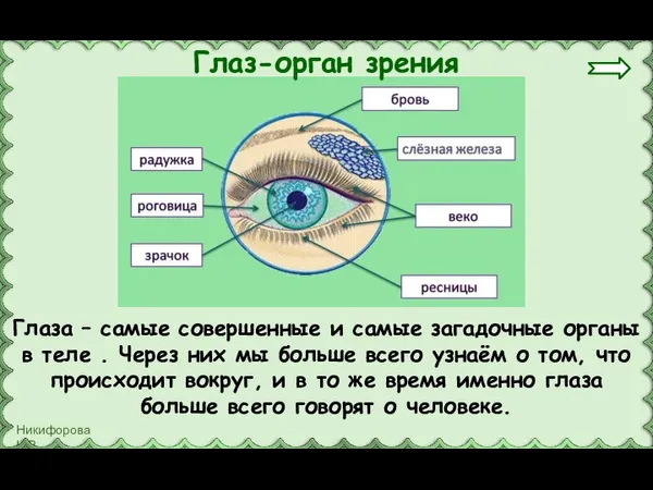 Глаза – самые совершенные и самые загадочные органы в теле . Через