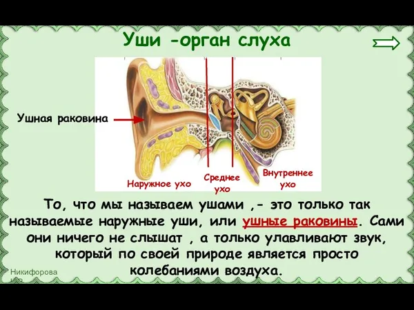 То, что мы называем ушами ,- это только так называемые наружные уши,