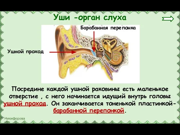 Посредине каждой ушной раковины есть маленькое отверстие , с него начинается идущий