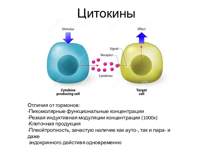 Цитокины Отличия от гормонов: -Пикомолярные функциональные концентрации -Резкая индуктивная модуляции концентрации (1000x)