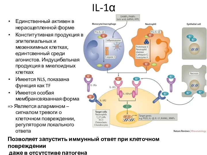 IL-1α Единственный активен в нерасщепленной форме Конститутивная продукция в эпителиальных и мезенхимных