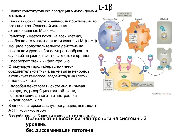 IL-1β Низкая конститутивная продукция миелоидными клетками Очень высокая индуцибельность проктически во всех