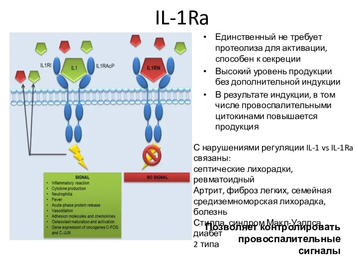 IL-1Ra Единственный не требует протеолиза для активации, способен к секреции Высокий уровень